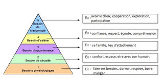 les besoins du chien
