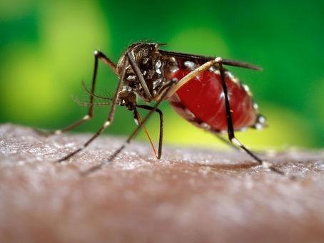 Nova linhagem do vÃrus da zika está em circulação no Brasil e pode originar epidemia, diz estudo