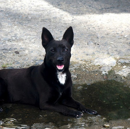 MPPB ajuÃza ação para obrigar MunicÃpio de Bayeux a adotar providências sobre animais nas rua