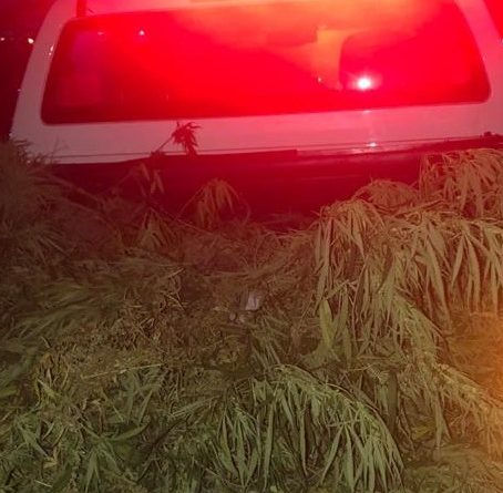 Polícia Militar encontra área que era usada para o cultivo de maconha na cidade de Santa Rita