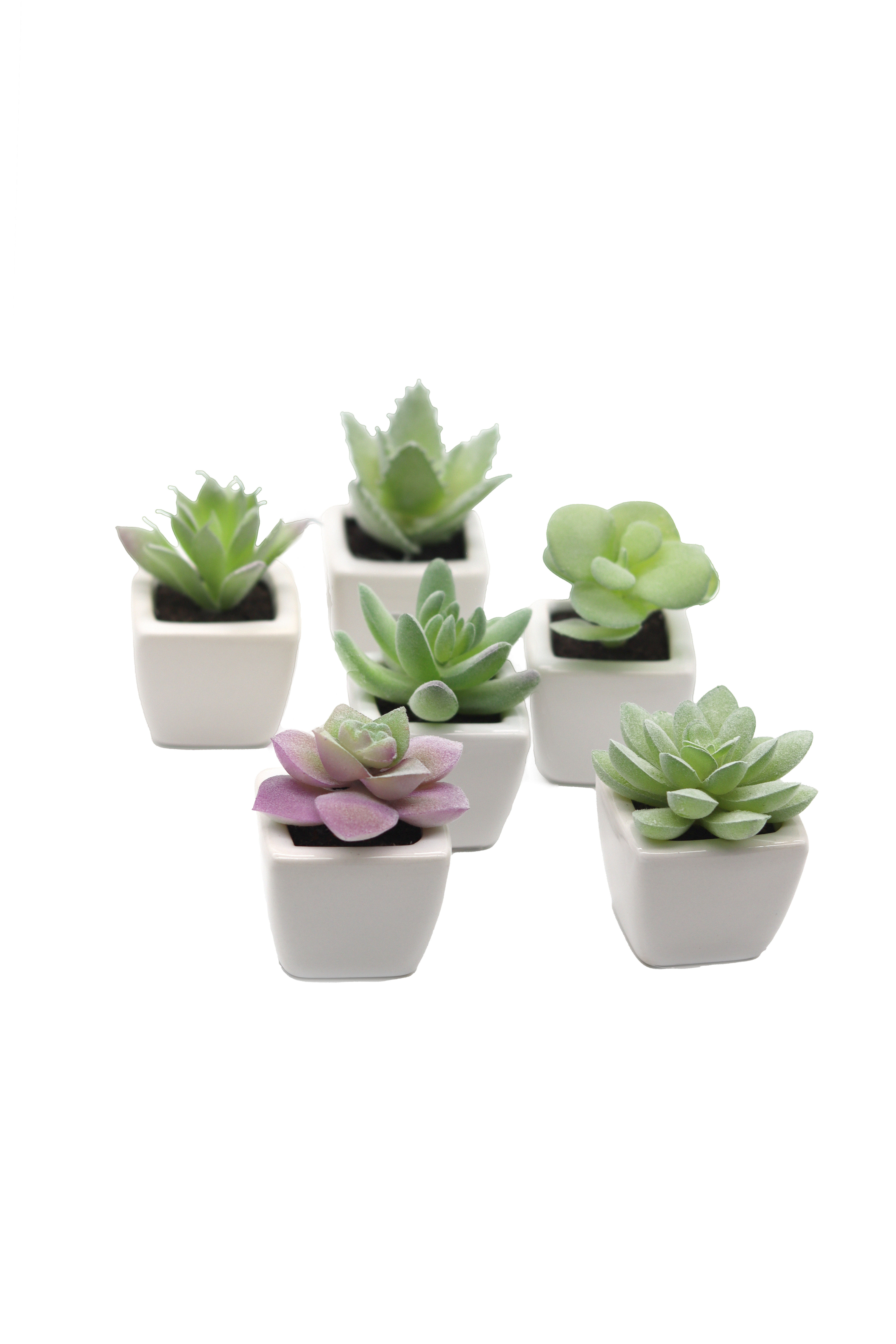 Suculenta Vaso Cerâmica