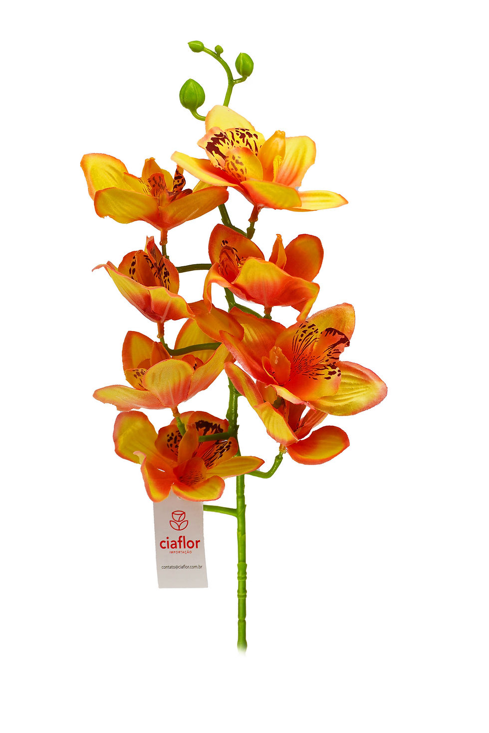 Miniatura: HASTE DE ORQUÍDEA 70CM