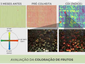 Já pensou em conseguir visualizar o grau de maturação dos frutos em seu pomar?