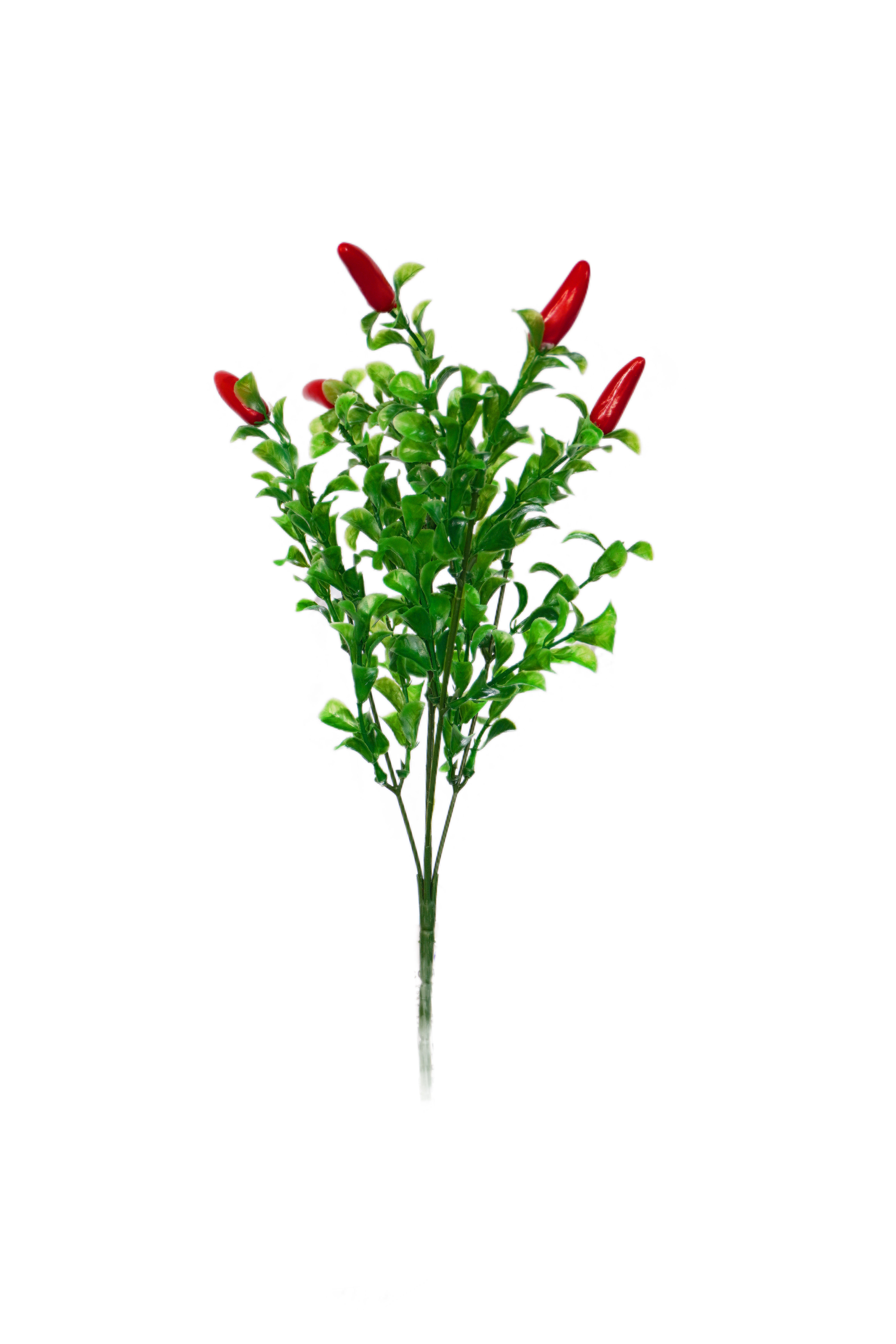 Verde  Pimenta com 5 frutas