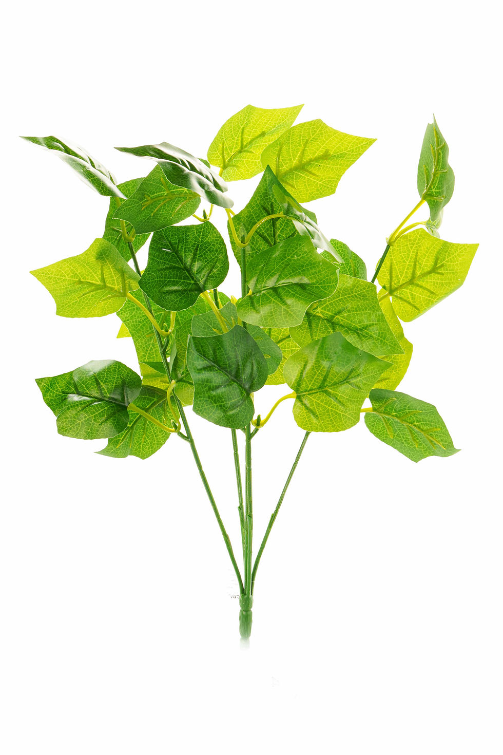 Miniatura: VERDE 5 GALHOS FOLHAS GRANDES