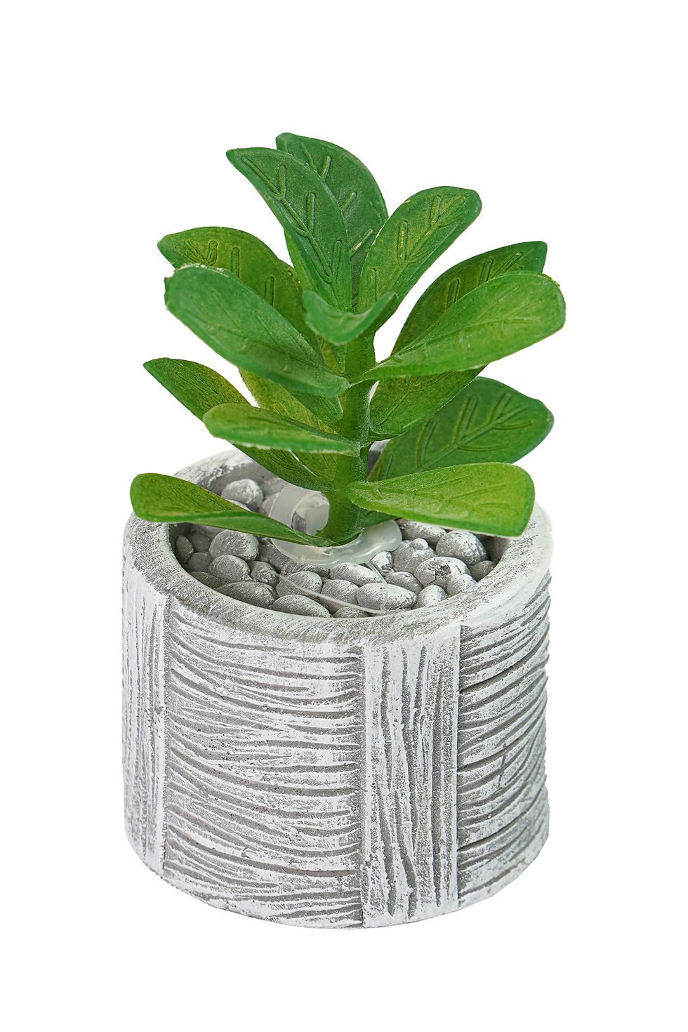Miniatura: SUCULENTA VASO CIMENTO