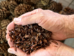 Beneficiamento de Sementes de Pinus na Kolecti