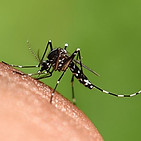 Dedetiza-Bem-Mosquitos-e-Pernilongos-01.jpg