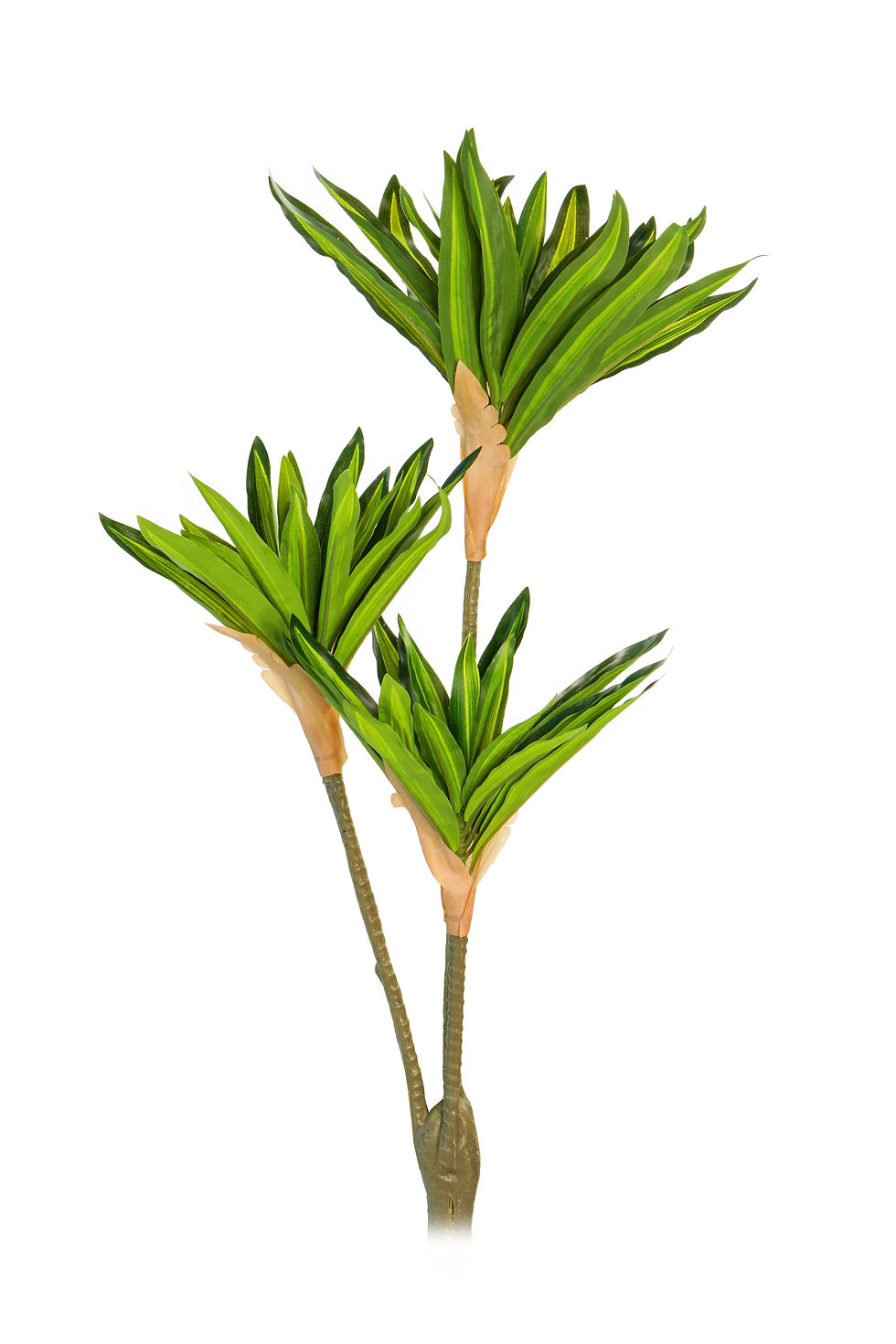 Miniatura: PLANTA DRACENA 3 GALHOS