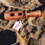Thumbnail: Russell Duck Call