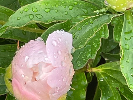 5月のお知らせ