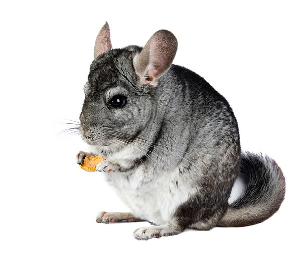 images-chincilla.jpeg