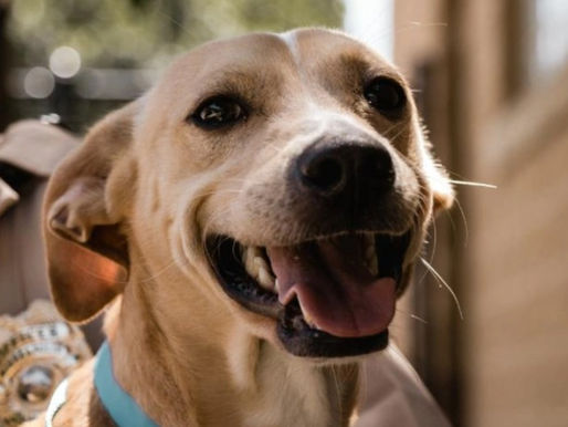 Law Enforcement Agreement Extends Animal Control Officer Position