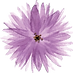 F-Mauve aroma-Gauche.png