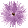 F-Mauve aroma-Droite.png
