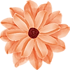 F-Orange Barb art-Droite.png