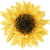 F-Jaune liberte-Droite.png
