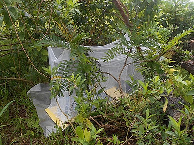 Romantic Walk in Sunset