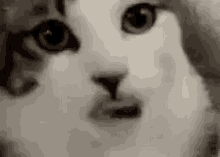tenor.gif
