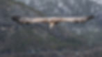 Aquila di mare