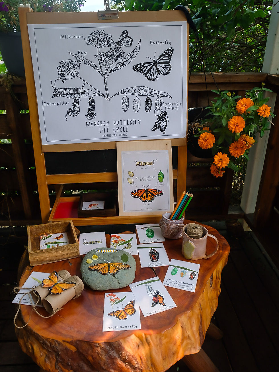 Thumbnail: Monarch butterfly life cycle (card and poster set)