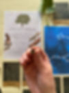 Thumbnail: Cottonwood Tree Star