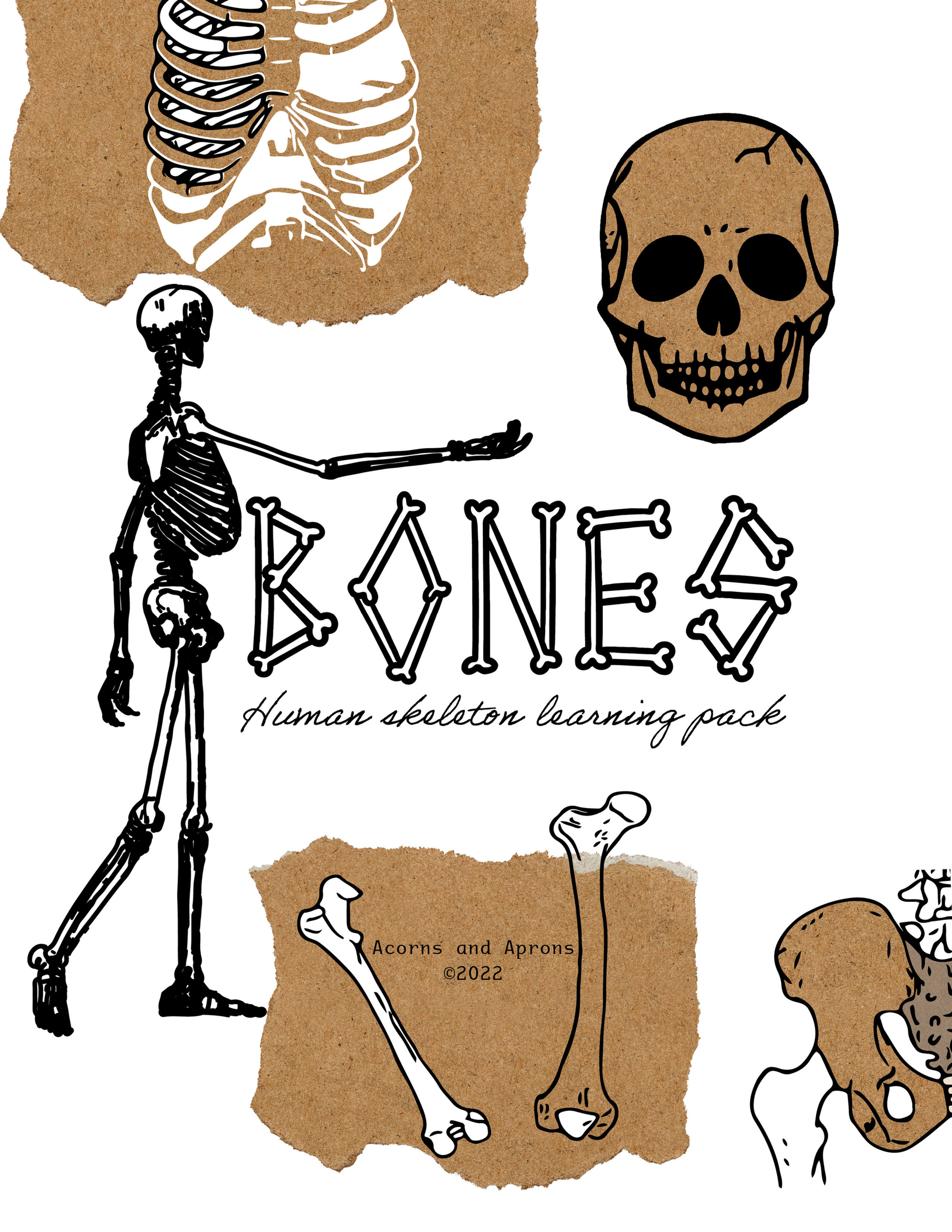 BONES - Human Skeleton learning pack