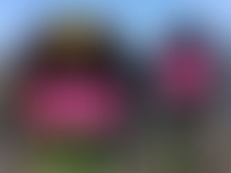 Cardboard & Lace Suncatcher Eggs