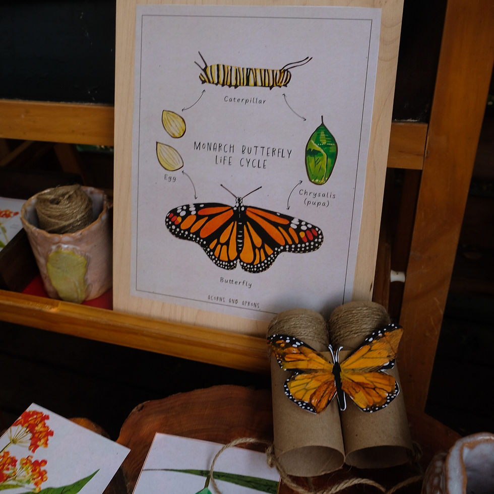 Thumbnail: Monarch butterfly life cycle (card and poster set)