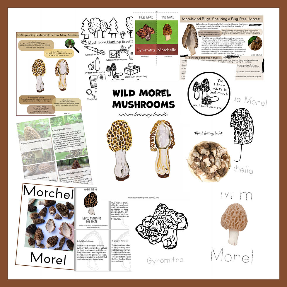 Thumbnail: Wild Morel Mushrooms Bundle