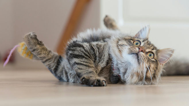 Cat rolling around