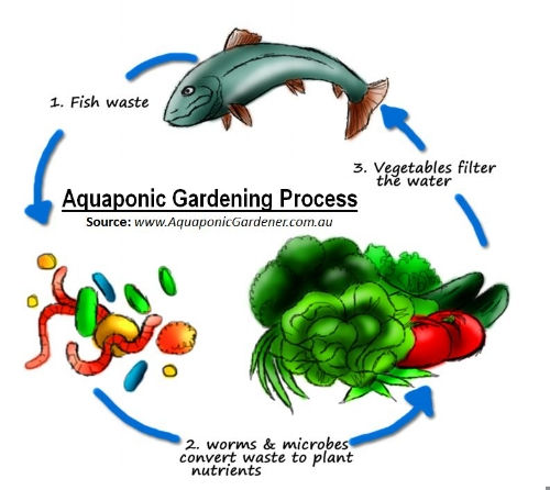 aquaponics-cycle-diagram.jpeg