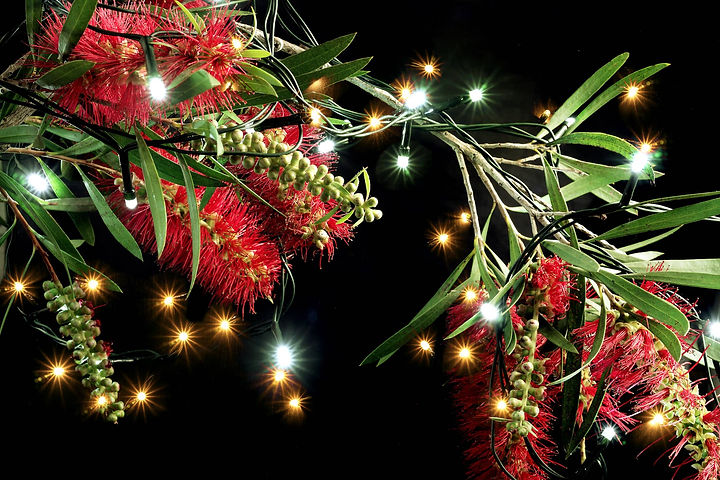 Bottlebrush-Flowers-and-Fairy-Lights-866