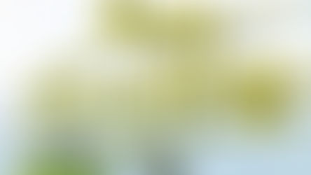 Schetteregg - wie es wirklich war