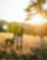 A person in a beanie and jacket petting their dog in a golden, sunlit field with mountains in the background, representing pain-free movement and an active outdoor lifestyle.
