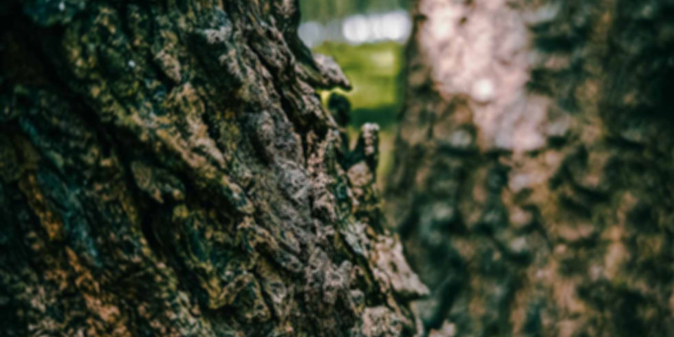A macro view of weathered tree bark texture, symbolizing the structural integration and fascial layers of the body. The deep ridges represent the resilience and complex internal support systems that Soul Work Osteopathy aims to balance