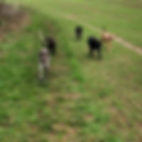 50070686_2265410917050830_45319649700777