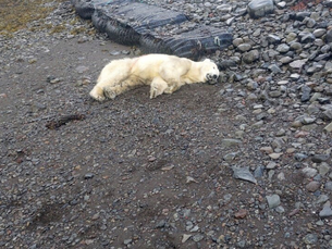 Orso polare arriva in Islanda su un Iceberg e viene ucciso dalla polizia