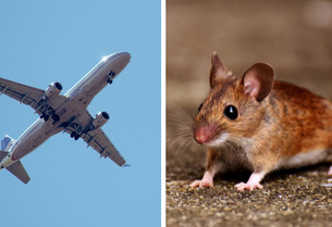 Shock in volo: topo vivo trovato nel pasto di una passeggera, costretto atterraggio d'emergenza!