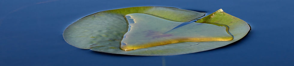 lilly pad banner.jpg