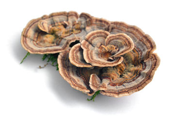 Turkey Tail