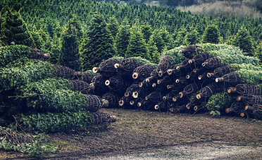 Christmas Tree Farm