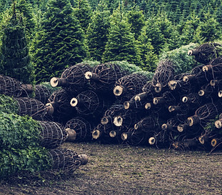 Christmas Tree Farm