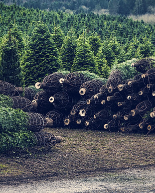 Christmas Tree Farm