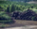 Christmas Tree Farm