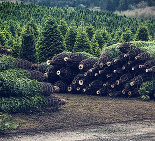 Christmas Tree Farm