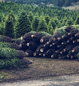 Christmas Tree Farm