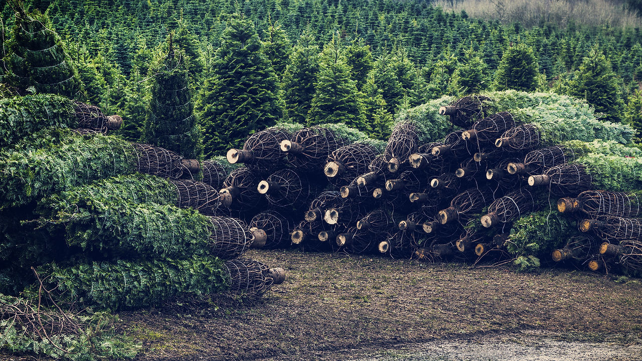 Christmas Tree Farm