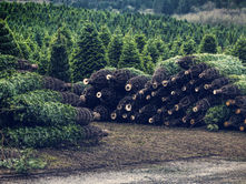 pine plantation