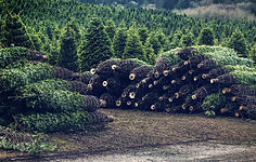 Christmas Tree Farm
